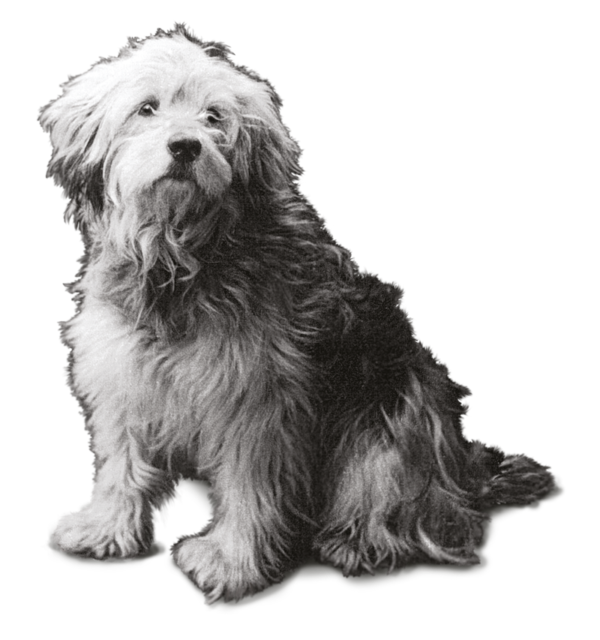 Ricky-Dog-deep-etched-800